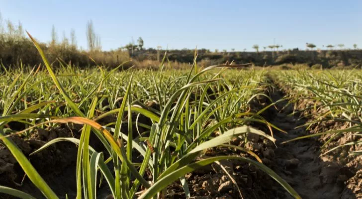 Much of garlic production is in China