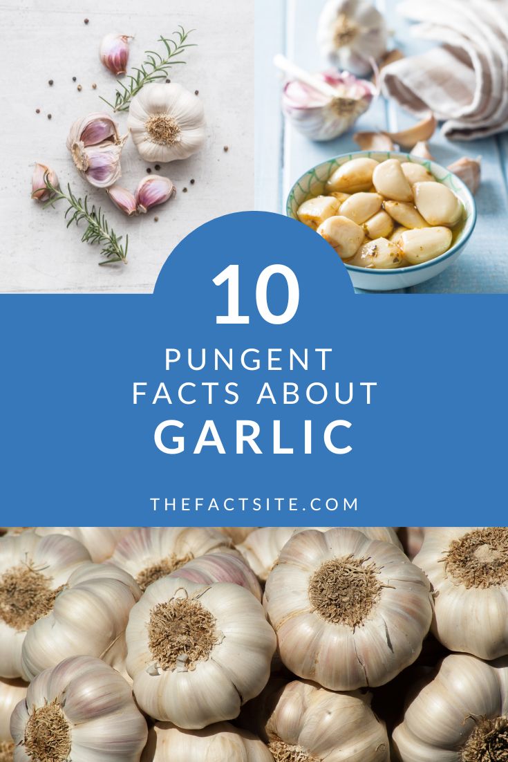 10 Pungent Facts About Garlic The Fact Site