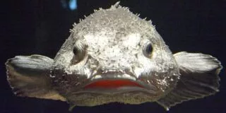 Facts about blobfish
