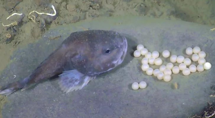 Behold the Blobfish, Science