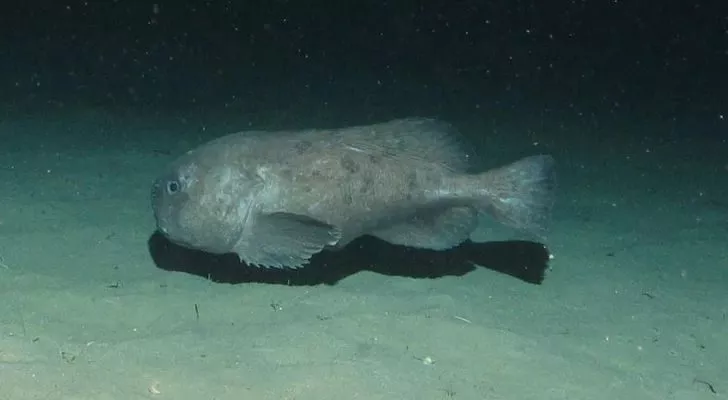 Sad Faced Blob-fish a deep sea survivor? #blobfish #fish #shorts 