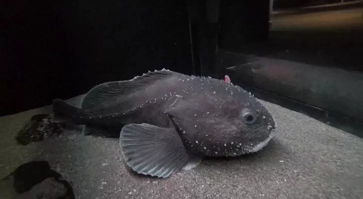 Blob Fish Fun Fact Magnet for Sale by KyleNesas