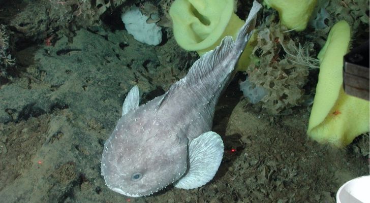 Blobfish are only found in one ocean