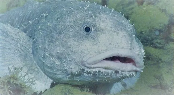 A blobfish underwater