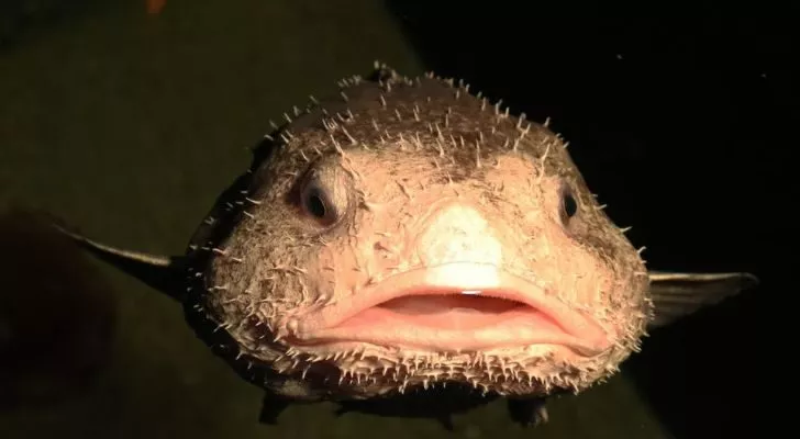 3 Facts About BlobFish #blobfish #fish #blobfishfacts #ocean #facts #f, blob  fish in a deep sea