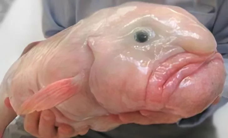 13 Not So Hideous Blobfish Facts - Fact Animal