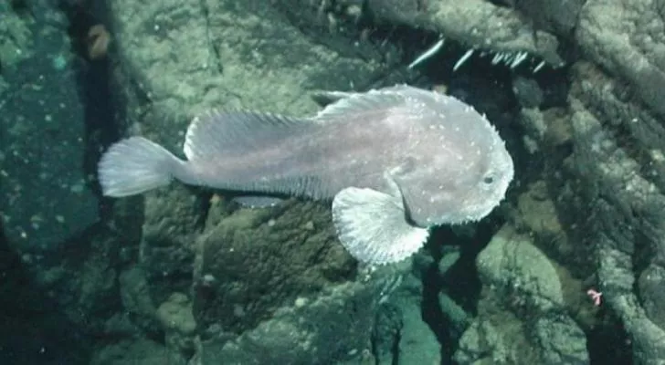 Blobfish janë votuar si gjëja më e shëmtuar në jetë