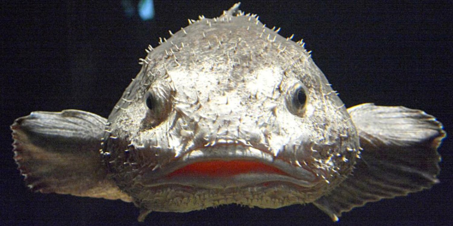 13 Not So Hideous Blobfish Facts - Fact Animal