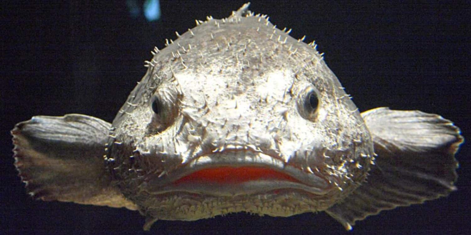 The Blobfish or the Blob Sculpin