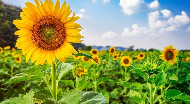 What is the complete cycle of heliotropism?