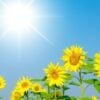 Why do sunflowers face the sun