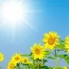 Why do sunflowers face the sun