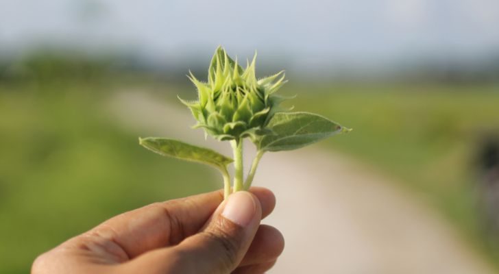 A person holding a young green sunflower.