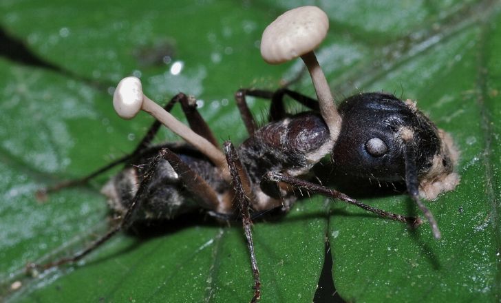 A zombie ant with fungus growing out of its back