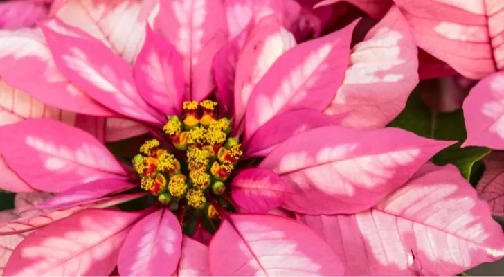 A pink poinsettia with yellow flowers in the middle