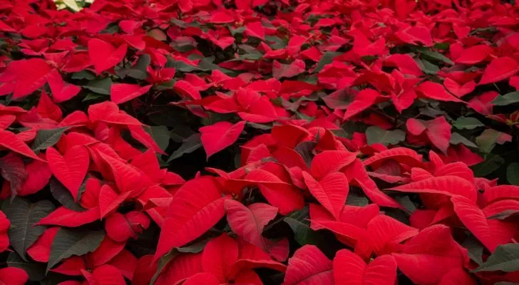 Lots of poinsettia's