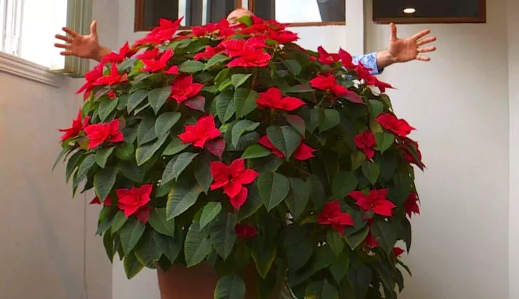 Poinsettia's can grow to be really large