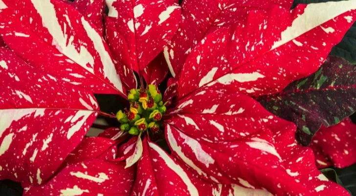 Poinsettia's have their own allocated National Holiday