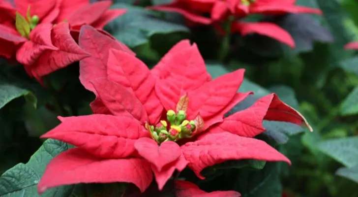 Poinsettia's origins are from Mexico and central America