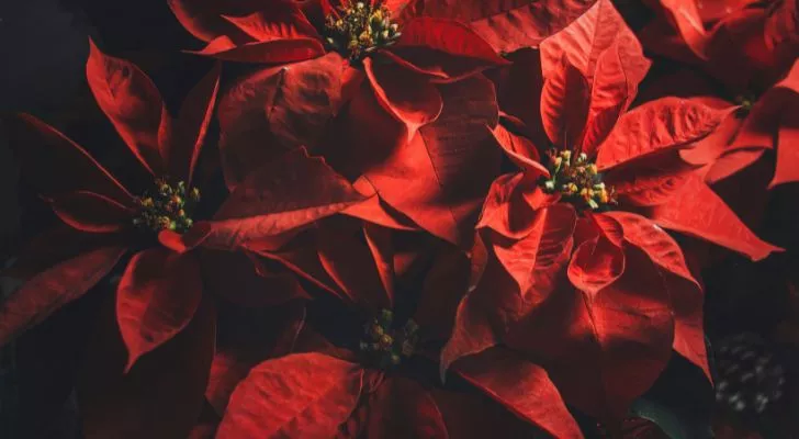Poinsettia's were once known to be toxic