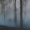 Are zombies biologically possible?