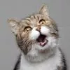Do cats have nine lives?