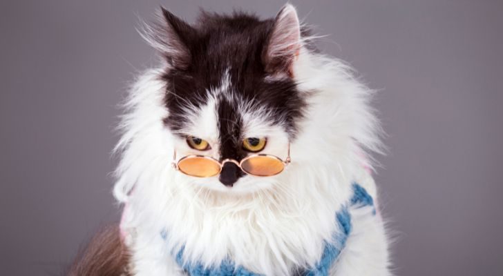 A cat wearing a pair of glasses