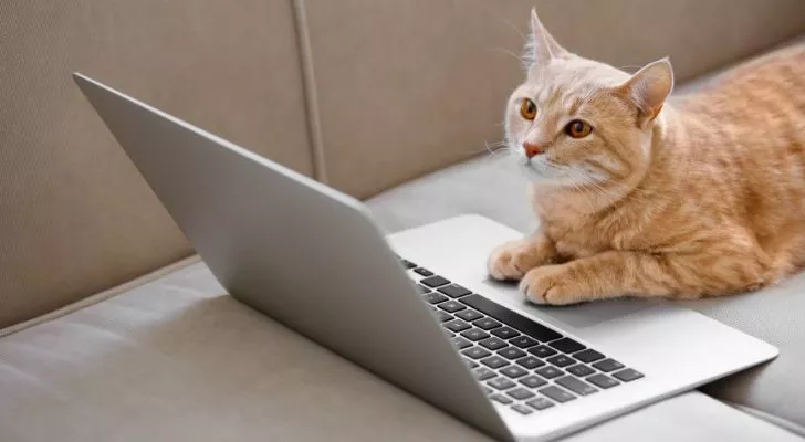 Bir dizüstü bilgisayarda kediler hakkında bilgi araştıran bir zencefil kedi