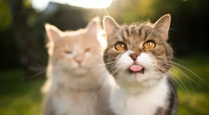 A couple of cats. One of them sticking out their tongue