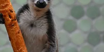 Lemur Name Origin