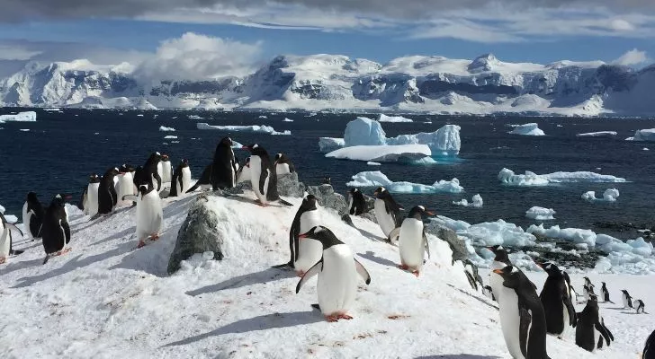 Penguins on the snowy cold lands of Antarctica