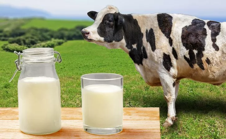 Glass of milk and a cow on a field