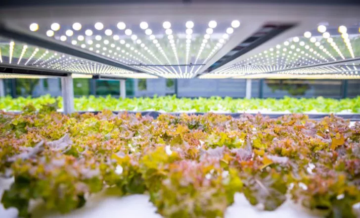 A couple of lettuce at a vertical farm.