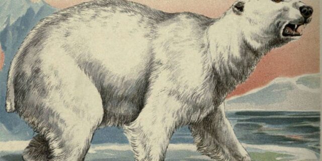 OTD in 1733: The first polar bear in America was exhibited in Boston.