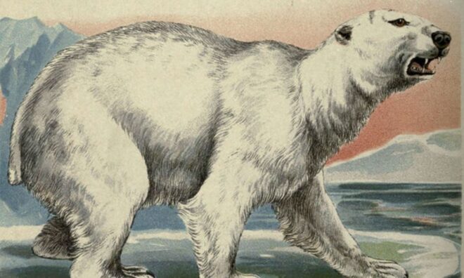 OTD in 1733: The first polar bear in America was exhibited in Boston.