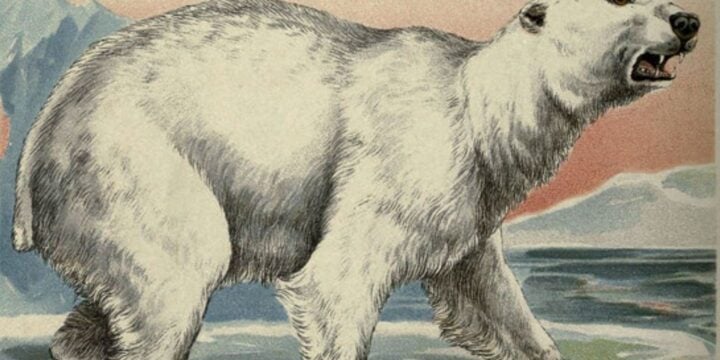 OTD in 1733: The first polar bear in America was exhibited in Boston.