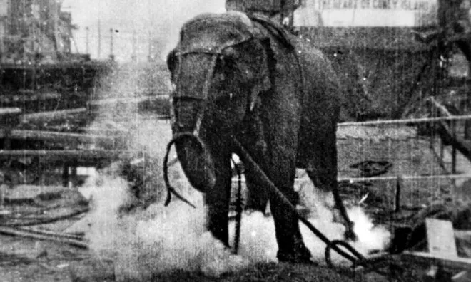 OTD in 1903: The famous elephant called Topsy was executed at Luna Park
