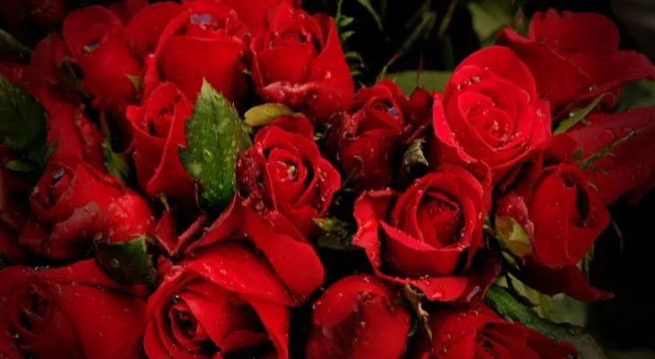 Red roses are said to be linked to Aphrodite Goddess of Lo\ve
