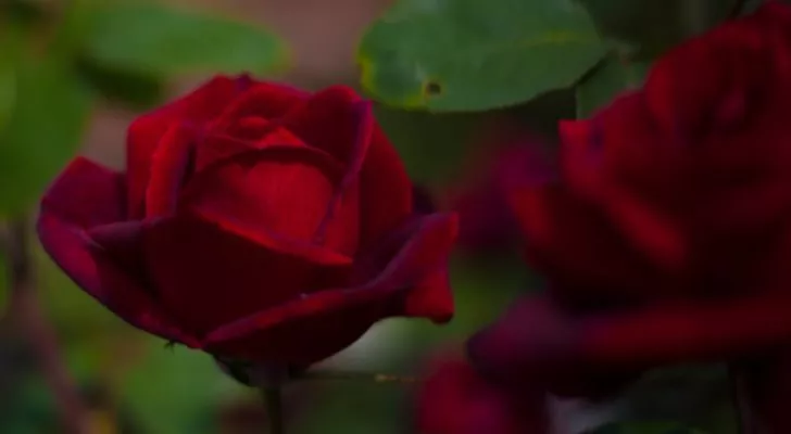 Deep red roses