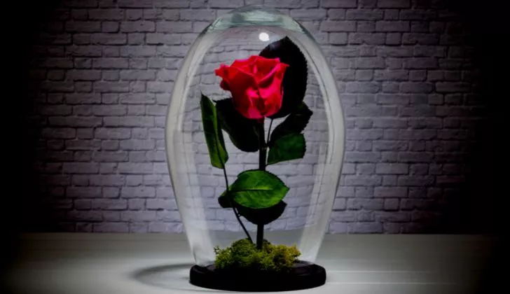 An everlasting rose in a glass dome