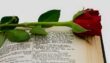 12 Romantic Facts About Red Roses - The Fact Site