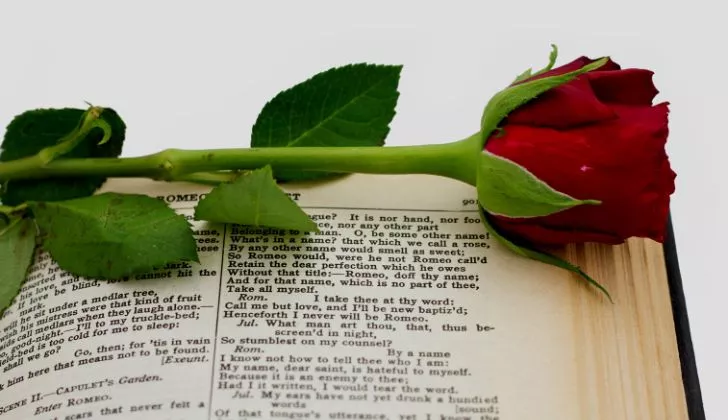 12 Romantic Facts About Red Roses - Fact Site