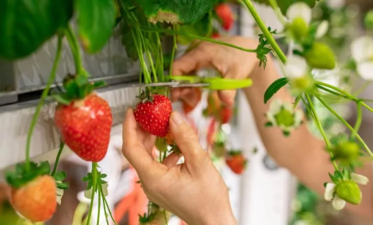A person harvesting a strawberry on a vertical farm.