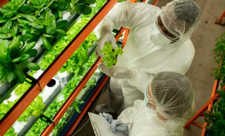 Two people inspecting a lettuce.