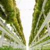 What is vertical farming?