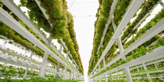 What Is Vertical Farming?