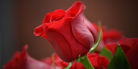 12 Romantic Facts About Red Roses