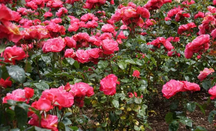 A red rose garden.