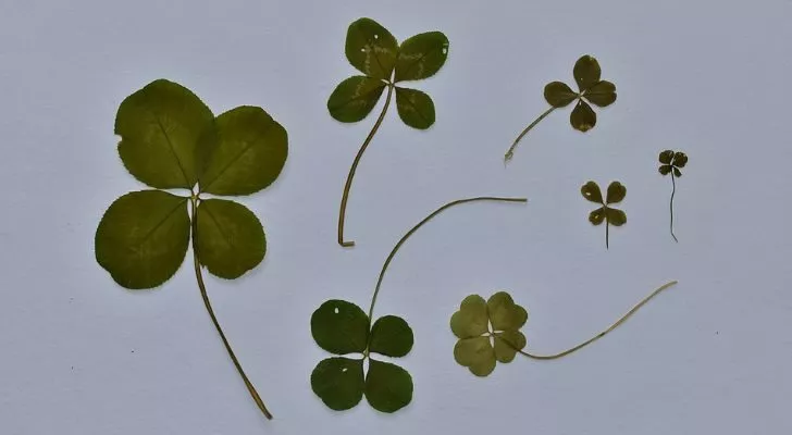 A collection of pressed four-leaf clovers