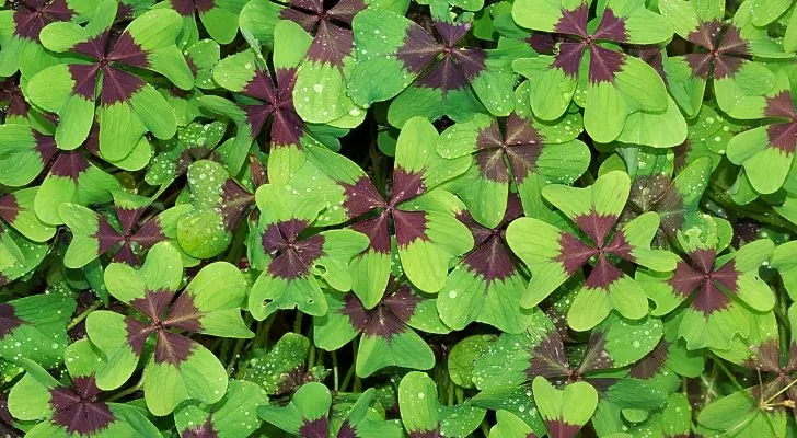 Why are Four-Leaf Clovers Lucky? 